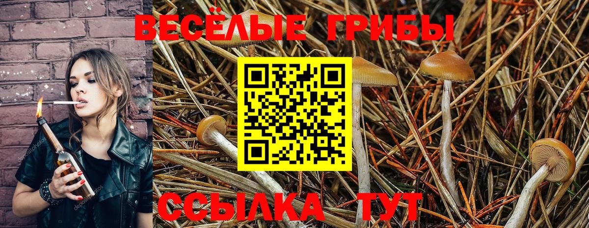 Галлюциногенные грибы Cubensis Майкоп